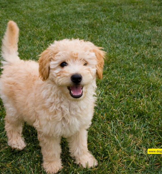 Understanding the Goldendoodle Temperament